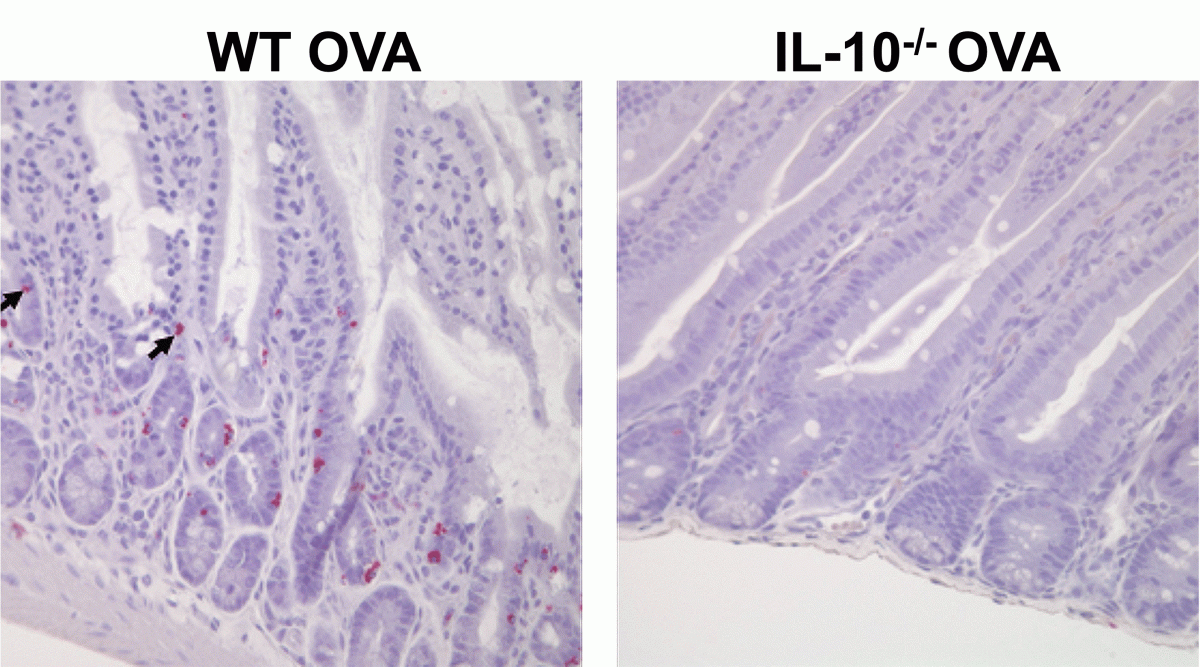 This picture shows mast cells (stained pink) in the small intestine of mice that have developed food allergy to the allergen ovalbumin (OVA). In the absence of the cytokine IL-10, fewer mast cells are detected in the small intestine.